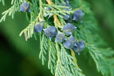 Chamaecyparis nootkatensis 'Pendula' - cypřišek nutkajský - šišky
